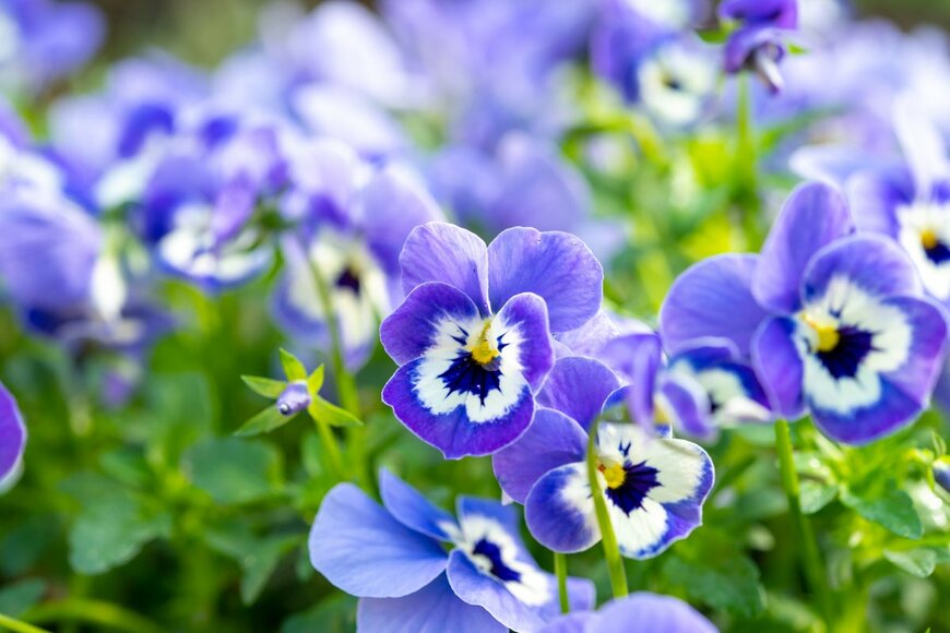 barmalini/Shutterstock.com