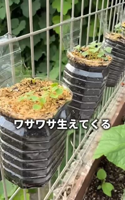 【再生回数36.9万超】簡単＆コスパ最高《ペットボトルプランターの作り方》家庭菜園で食費節約！？