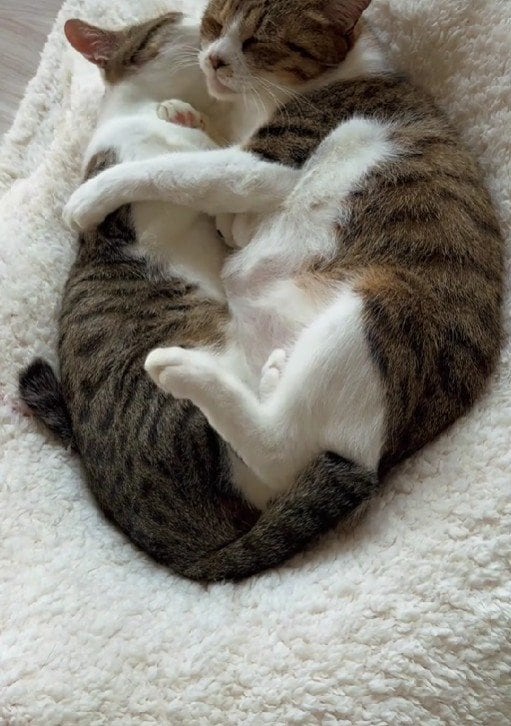 出所：＠lumi.towncat