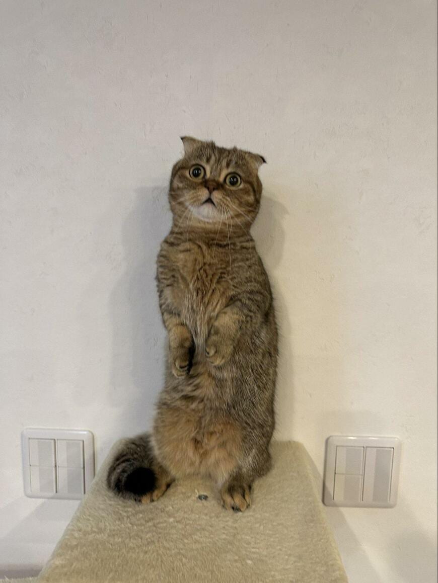 出所：@ponpokopontanu