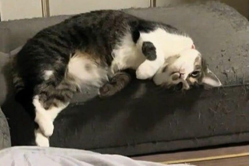 保護猫がくつろぐ姿を見ていると　まさかの展開→人間味溢れる行動に思わず笑ってしまう