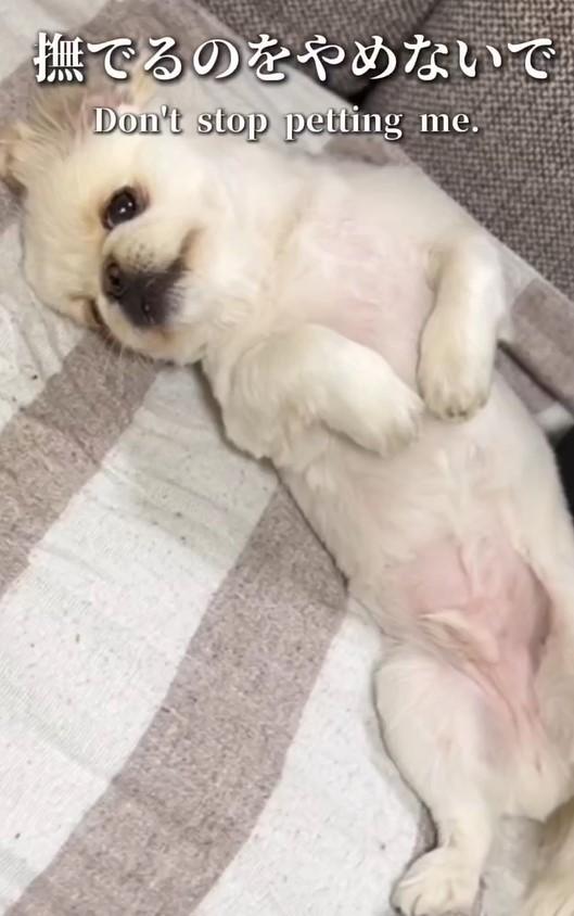 出所：@mucho_world 