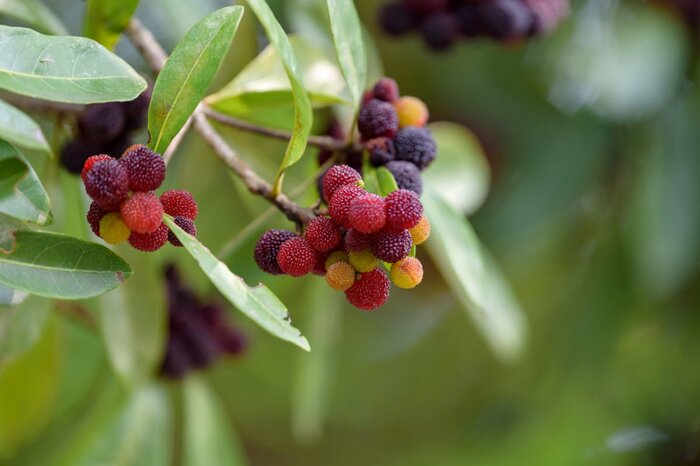 Picmin/shutterstock.com