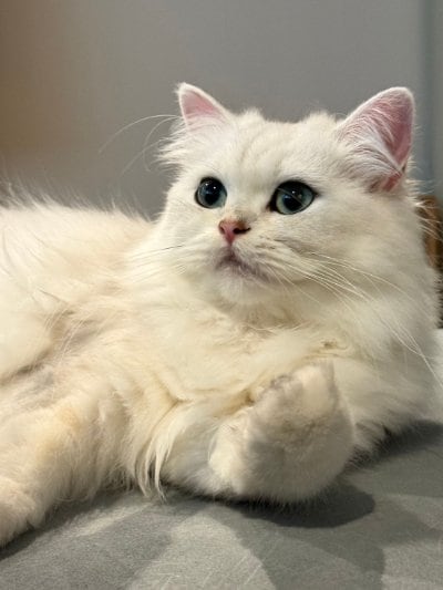 出所：@momosuikitty