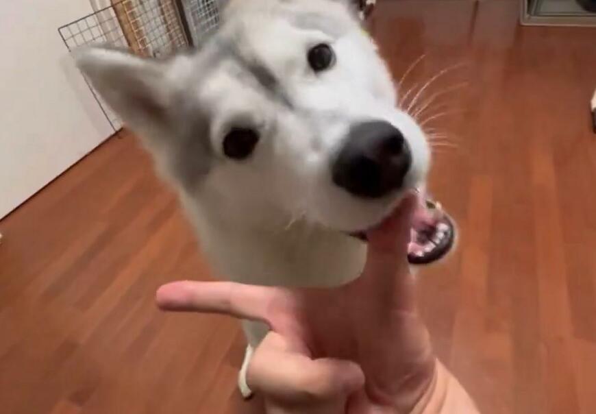 出所：@Livewithhusky