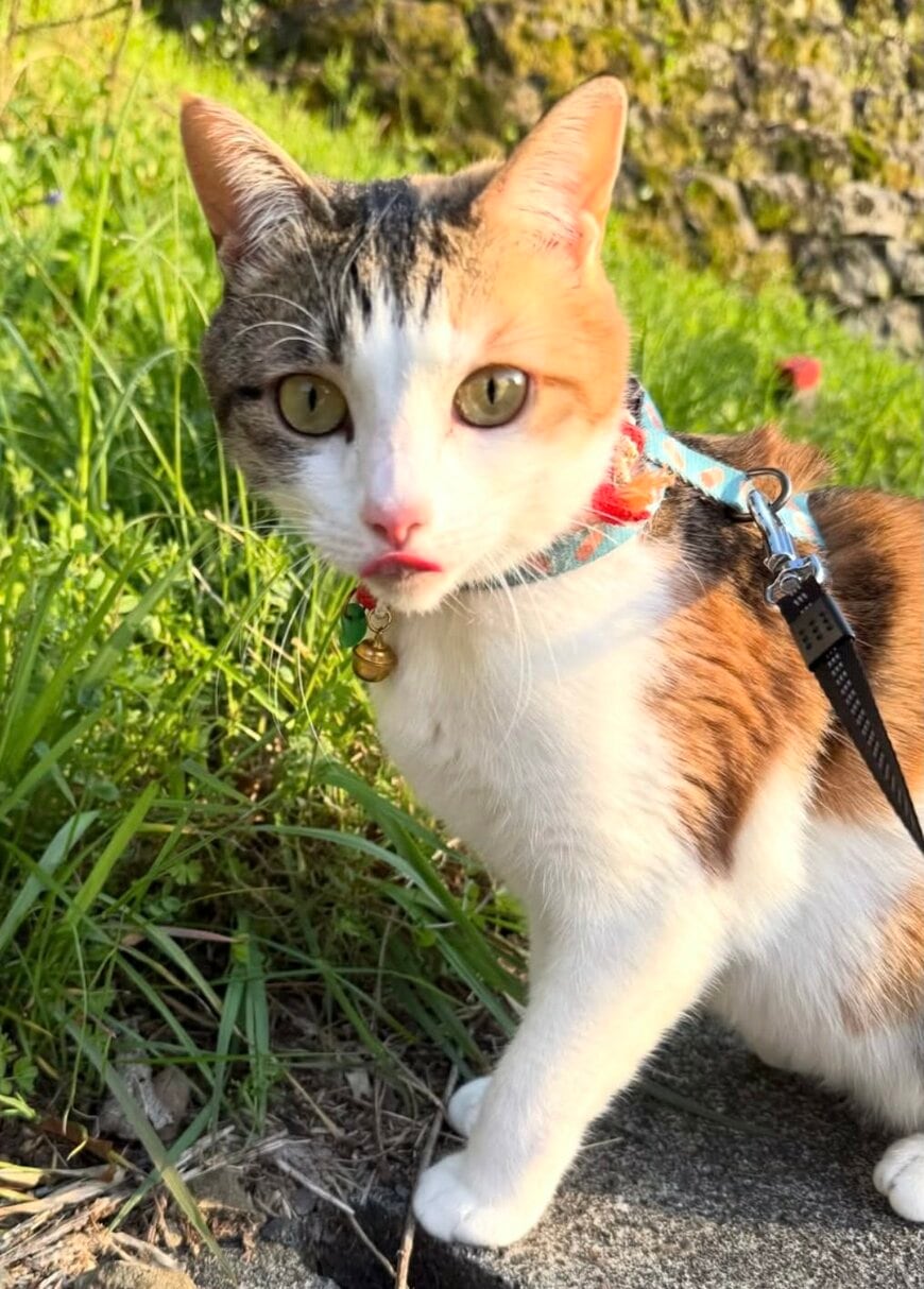 出所：@boku_to_umi