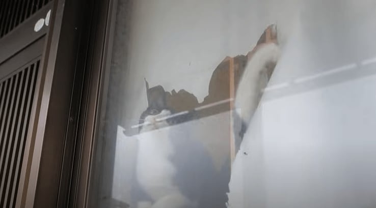 出所：@PastelCatWorld