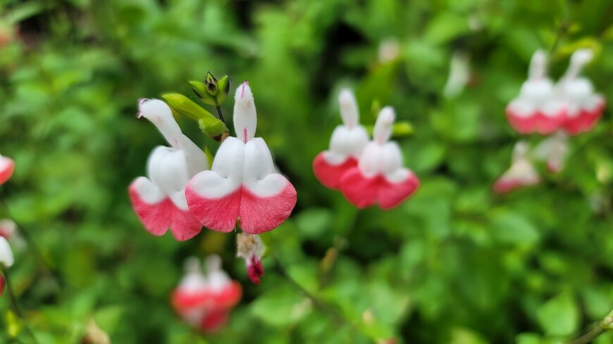 【ガーデニング】わが家の庭で10年以上植えっぱなし！多年草〈チェリーセージ〉お花が可愛すぎるハーブです