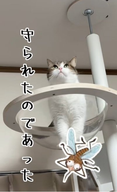 出所：@nikoandkotatorowasabi