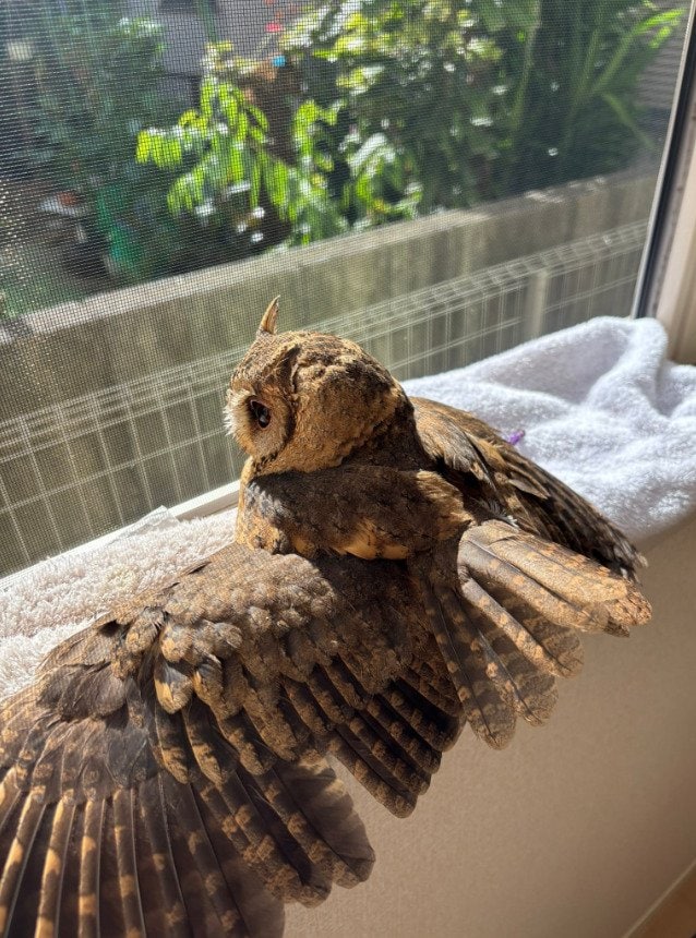 出所：@purinon2929k