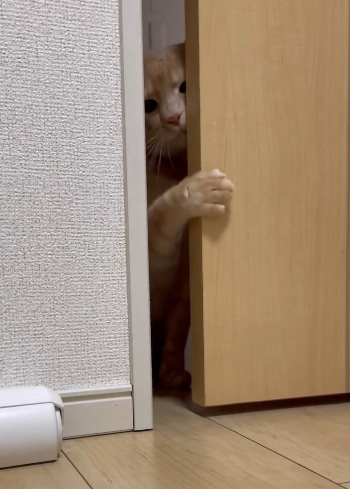 ドアを開けようとする猫ちゃんが可愛い！思わず「頑張って」と声をかけたくなる姿に注目