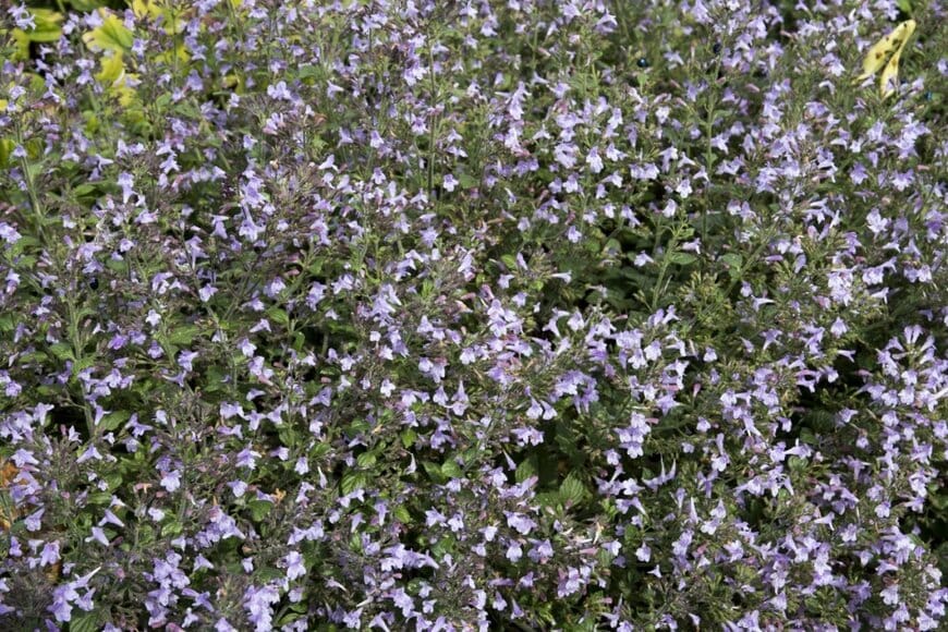 うす紫色の小花を咲かせているカラミンサ