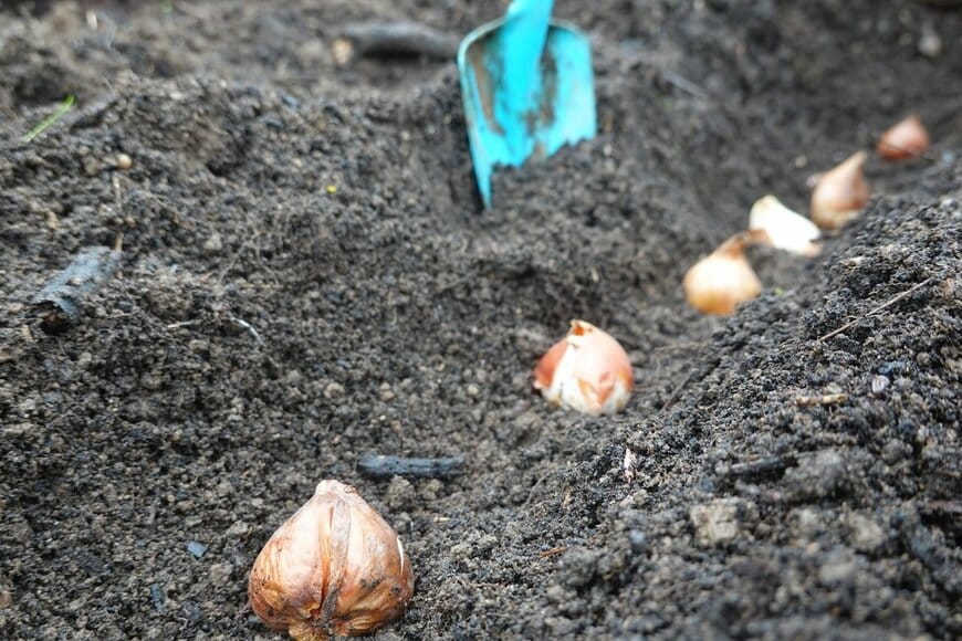 土に球根を植える様子