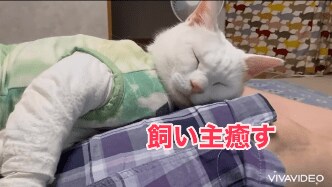 飼い主癒す猫