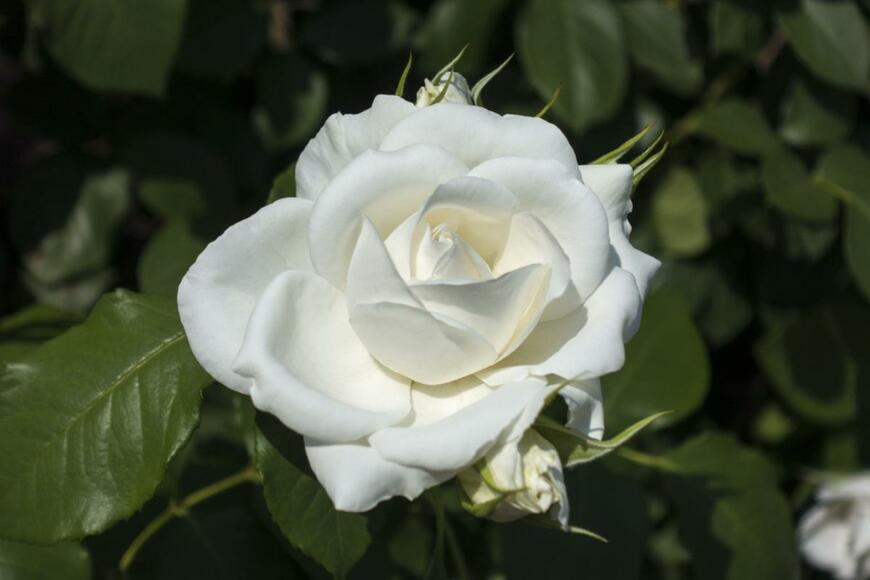 アンナプルナの白いバラの花が咲いている。