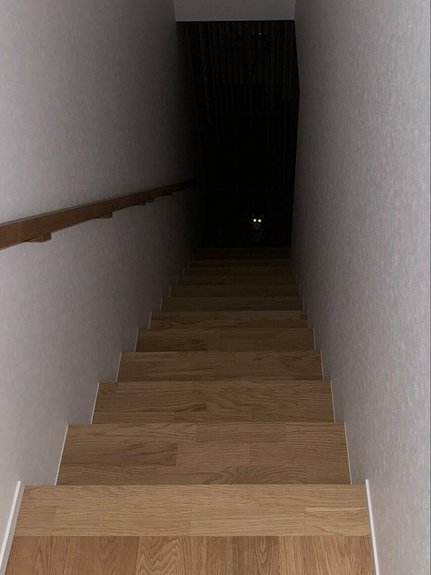 光る猫の目