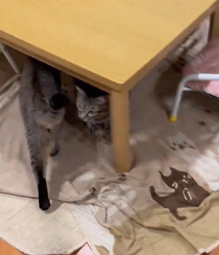 テーブルの下に入る猫