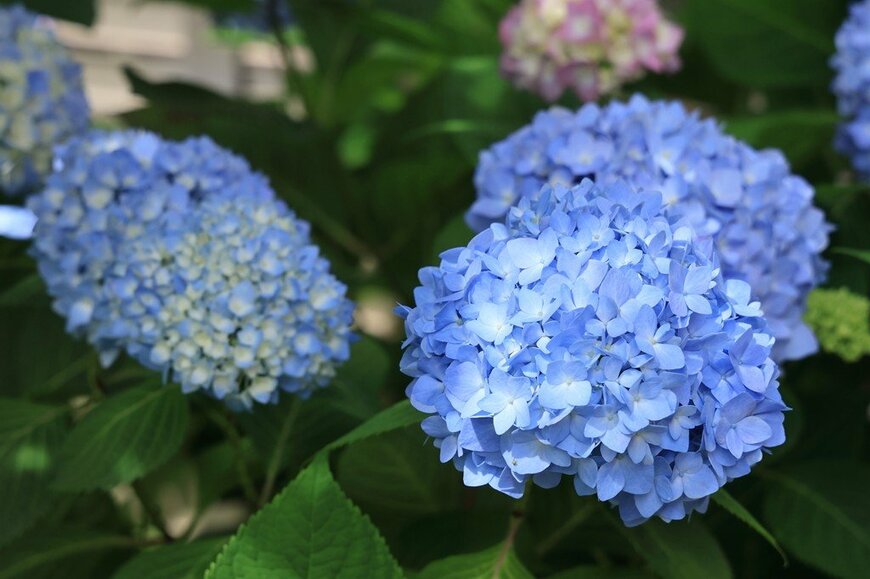 青い花を咲かせている、アジサイ