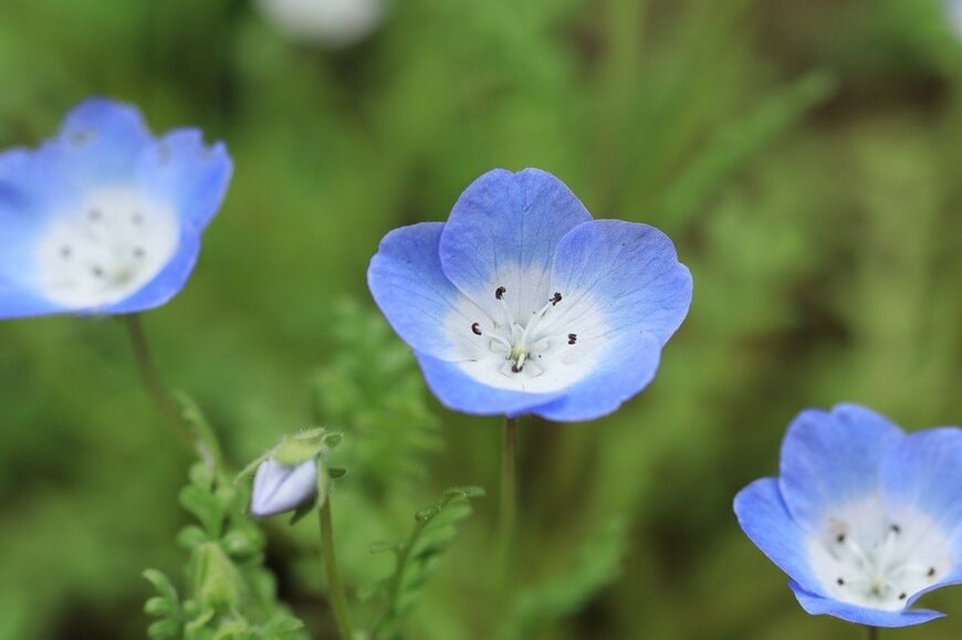 青紫のネモフィラの花のアップ画像