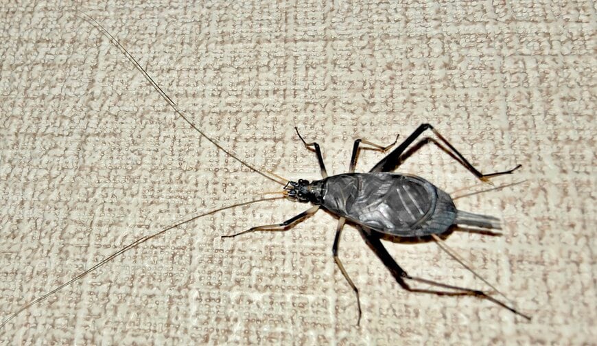 ゴキブリと間違えたスズムシ