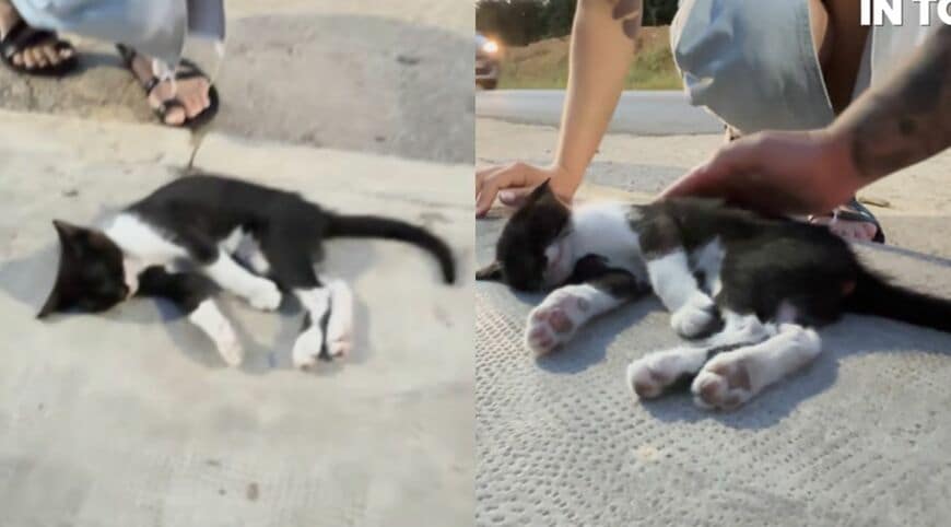 出所：<u><a href="https://www.youtube.com/watch?v=W19iRYlv6AM" target="_blank">@ExtremeAnimalRescue</a></u>
