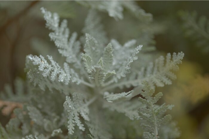 シルバーレースの葉。色は白。