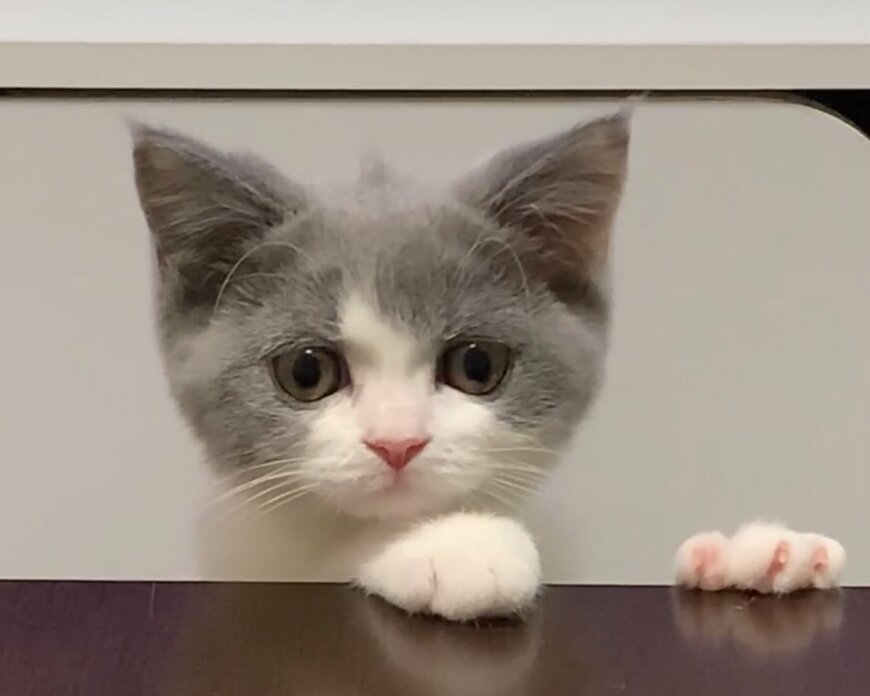 ふわふわの毛でできた「ツノ」