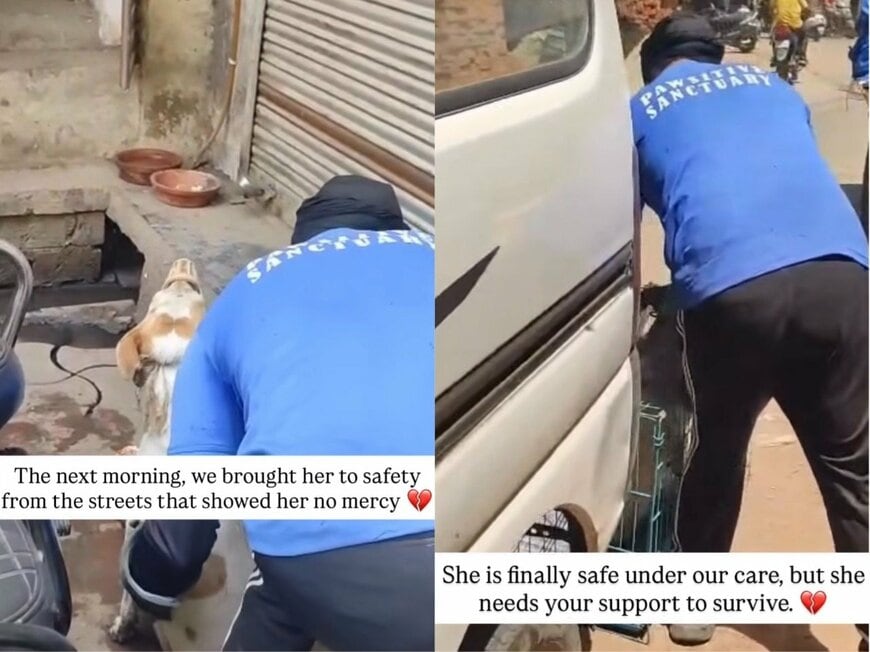 保護団体のスタッフに救助される犬のピディ