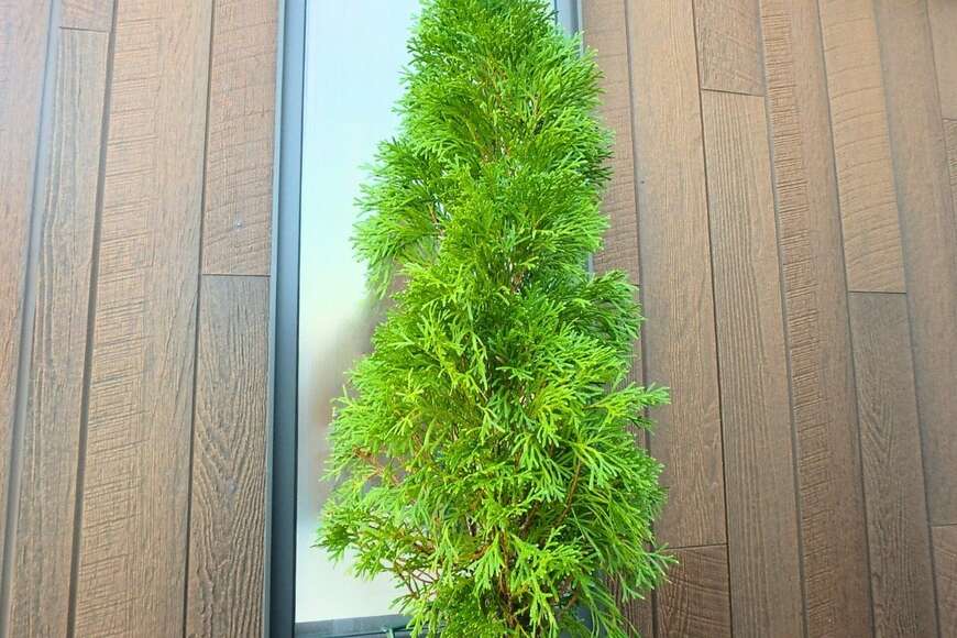 窓の前に植えられた、緑色の葉のグリーンコーン