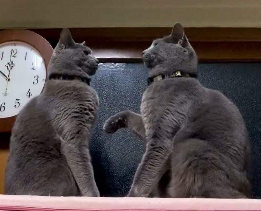 向き合う2匹の猫