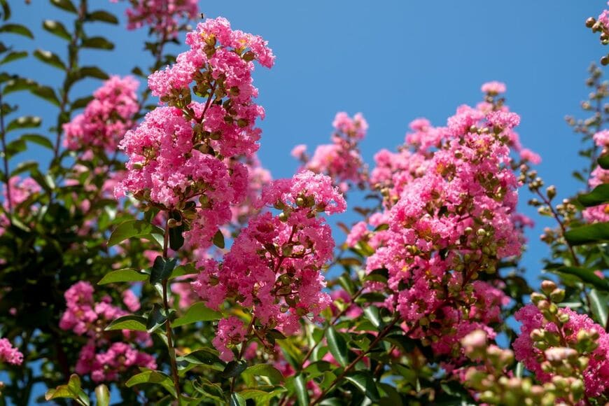 ピンクのサルスベリの花