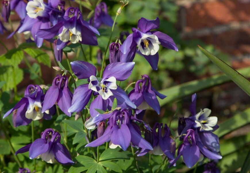 紫色の花びらで中央が白い、西洋オダマキの花