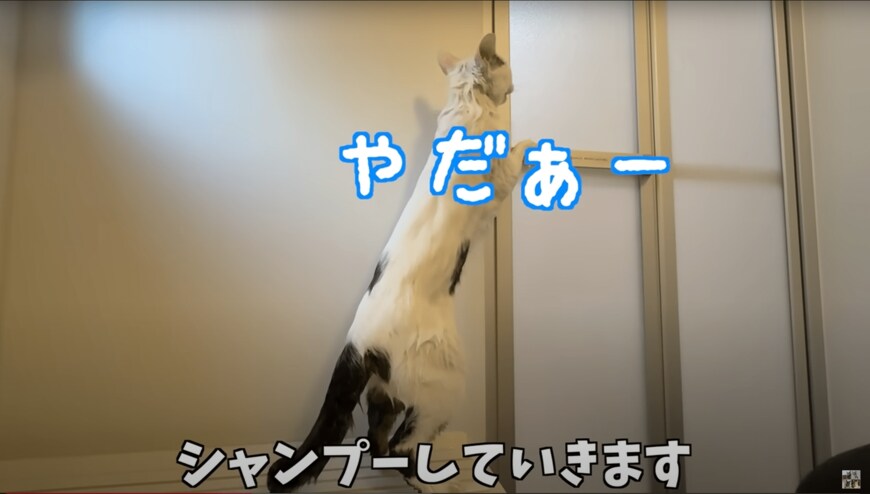 シャンプーするムキムキ猫ちゃん