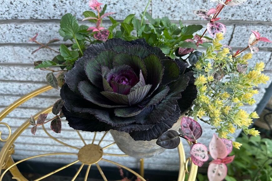 ハボタンの寄せ植え