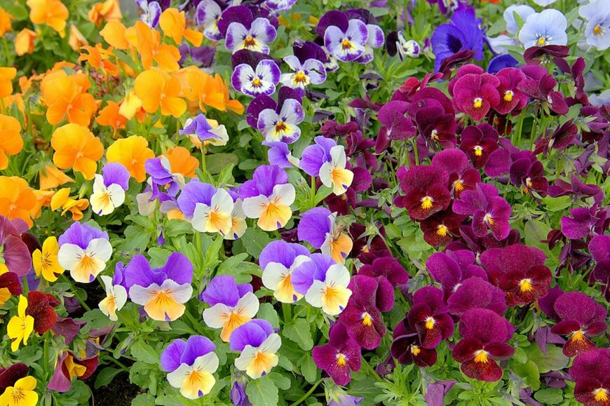 オレンジ、紫、青と白の複色など、色とりどりの花を咲かせているパンジー・ビオラ