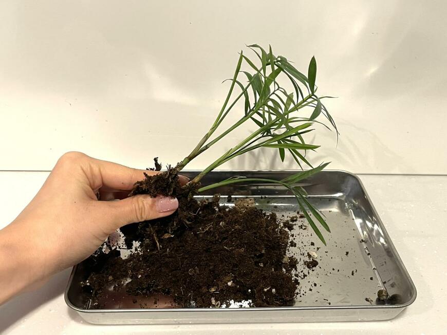 キャンドゥ「テーブルヤシ」