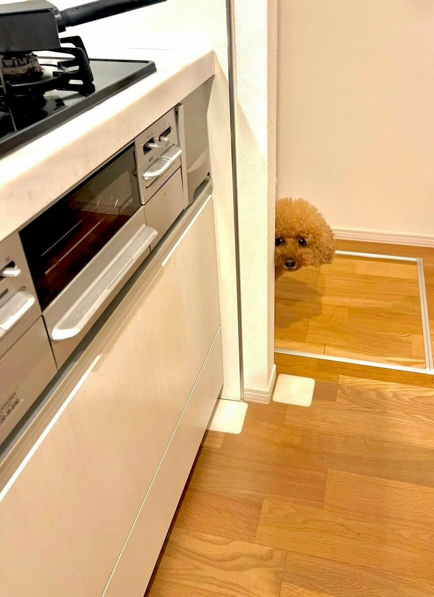キッチンの壁からこちらを見ているワンちゃん