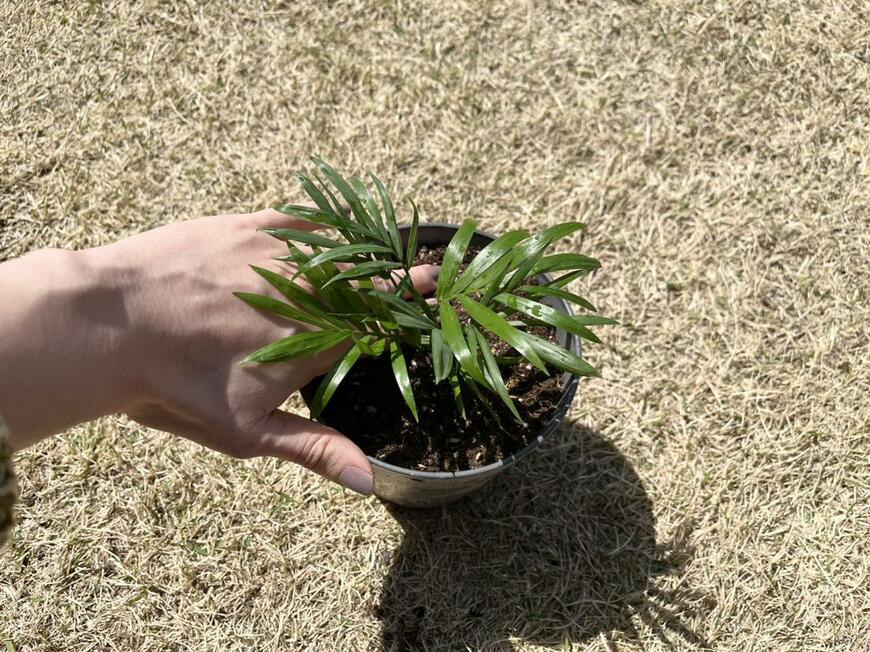 キャンドゥ「MINI Plants」