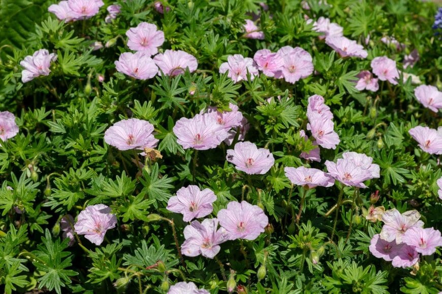 ピンクの花が満開のアケボノフウロ