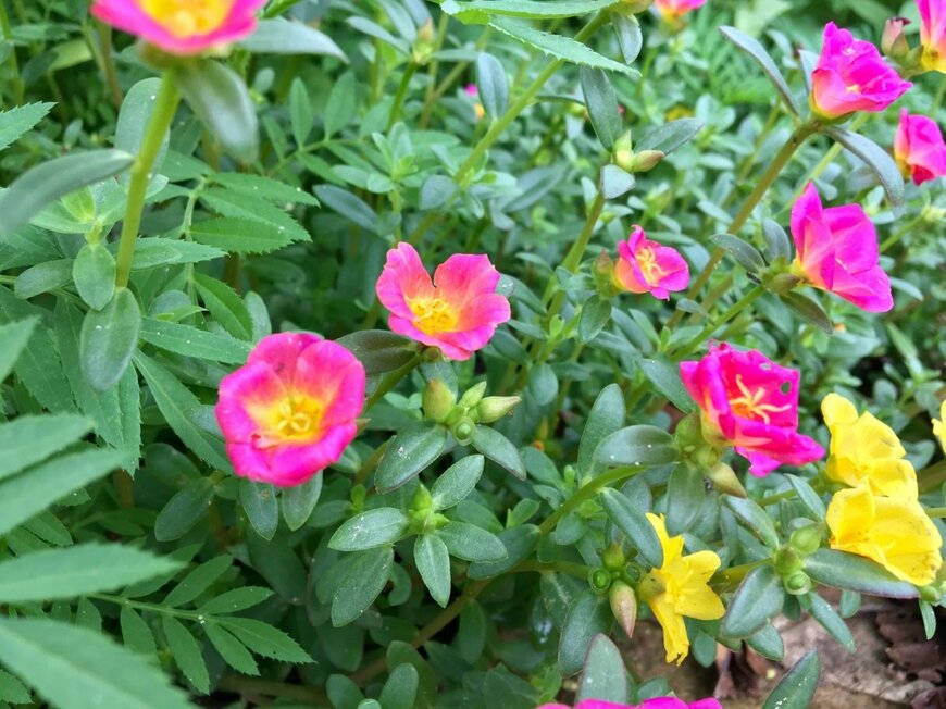 濃いピンク色のポーチュラカの花