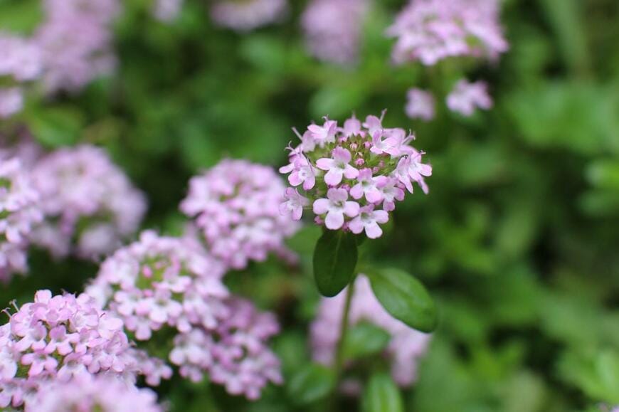 ピンクの小花が球状に集まって咲くクリーピングタイム
