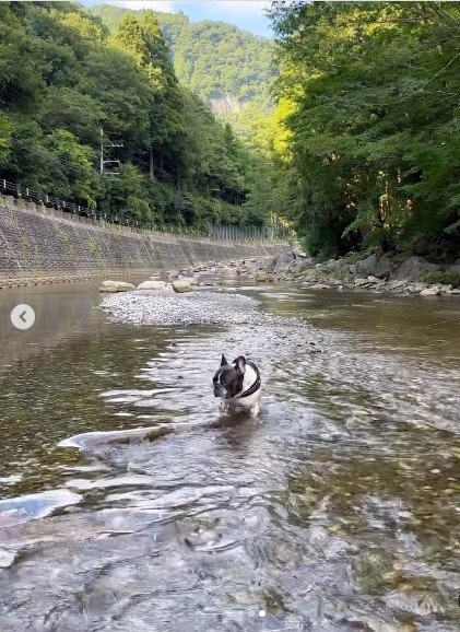 水遊びする犬