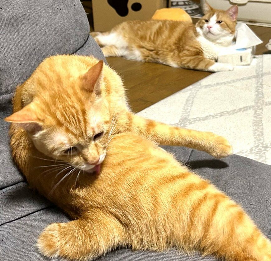 アクロバティックに毛づくろいをするリチャードくんと見つめるダーウィンくん