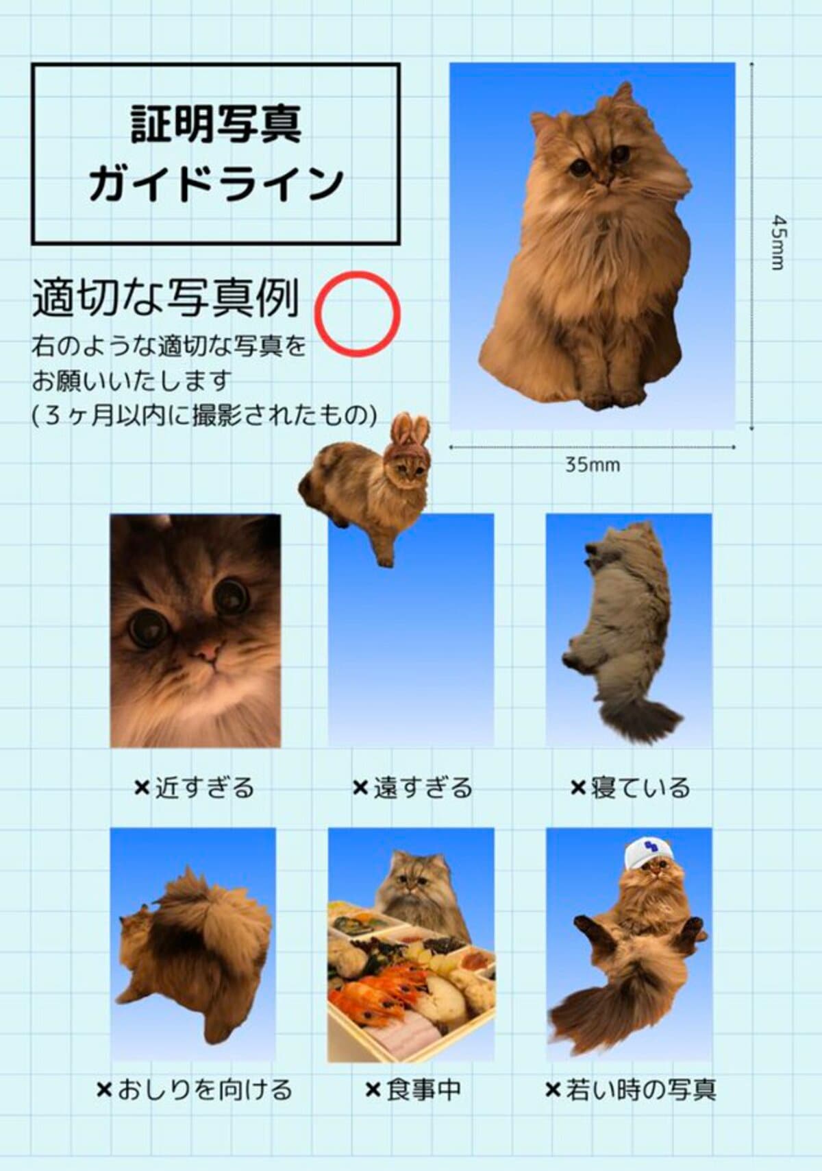 猫ちゃんから学ぶ証明写真ガイドライン」これ1枚で安心の写真