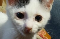 猫の写真を成長順に並べたら…　「思わず二度見してしまう姿」に大反響