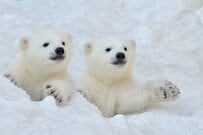 「厚生年金」最新の平均月額は14万円。基礎年金だけの人はいくらか