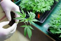 大麻ETFに投資家殺到～日本の知らぬ間に大麻ビジネス急拡大へ