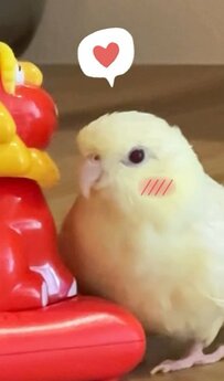 【恋するインコ】20分もインコに寄り添われたうらやましい相手は？驚きの「恋人」に思わず笑顔