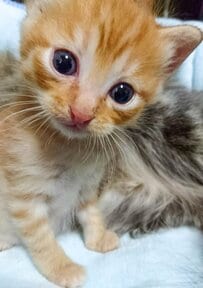 【可愛い子猫→成長後の変貌】「挑戦者求む」猫の迫力満点なショットに注目　普段とのギャップに笑ってしまう