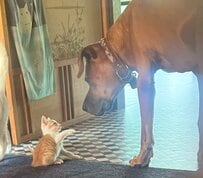 土佐犬に「ソイヤ！」していた子猫　成長後…見事な“ソイヤ！”の進化に感動の声